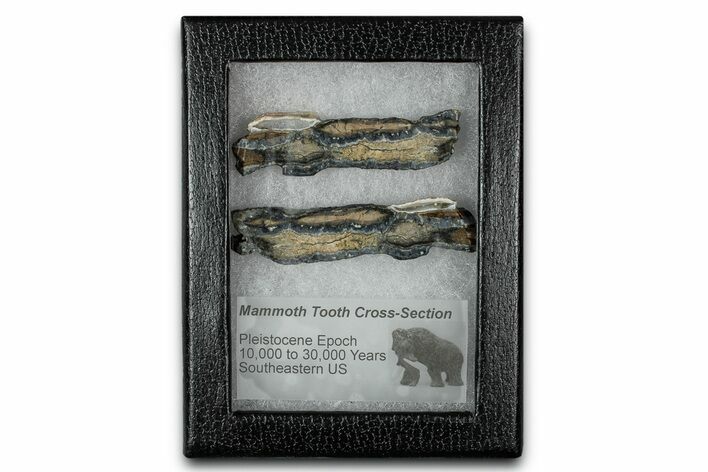 Mammoth Molar Slices With Case - South Carolina #350013